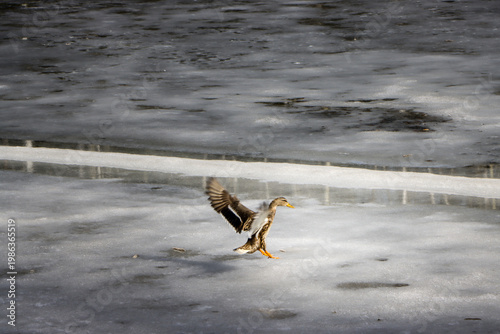 Wild Duck Taking Off from Melting Ice on Lake, Early Spring Wildlife Scene