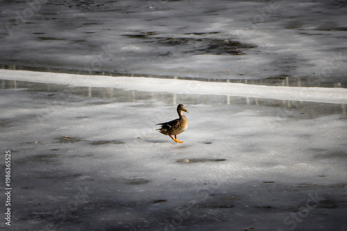 Wild Duck Taking Off from Melting Ice on Lake, Early Spring Wildlife Scene