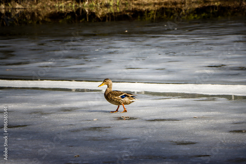 Wild Duck Taking Off from Melting Ice on Lake, Early Spring Wildlife Scene