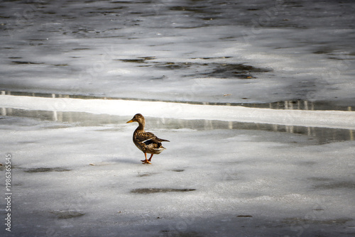 Wild Duck Taking Off from Melting Ice on Lake, Early Spring Wildlife Scene