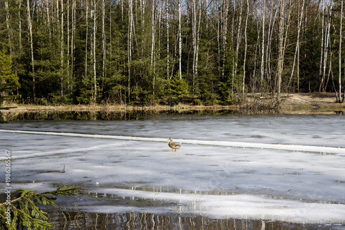 Lone Duck Standing on Melting Ice of Lake, Early Spring Forest Landscape