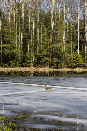 Lone Duck Standing on Melting Ice of Lake, Early Spring Forest Landscape