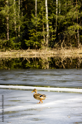 Lone Duck Standing on Melting Ice of Lake, Early Spring Forest Landscape