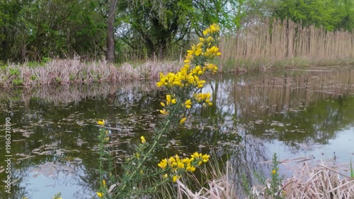 Yellow wildflowers by wetland pond with reeds and reflections