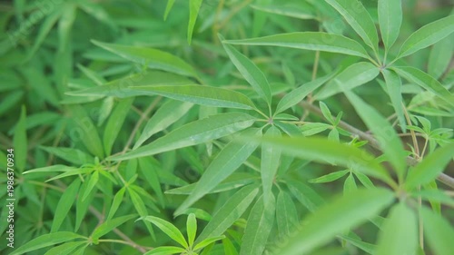 Closeup Vitex agnus castus leaf outdoors, healing herb, narrow green leaflets, herbal plant, like cannabis, medicinal use, botany, traditional remedy, eco friendly plant, organic phytomedicine