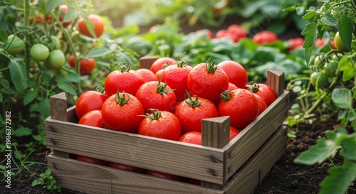 Abundant Fresh Red Tomatoes in Wooden Crate at Harvest Time