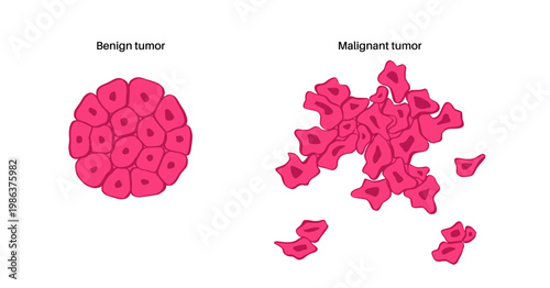 Cells structure sketch