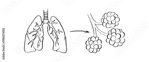 Cells structure sketch