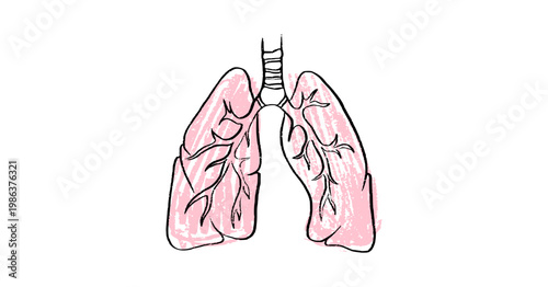 Cells structure sketch