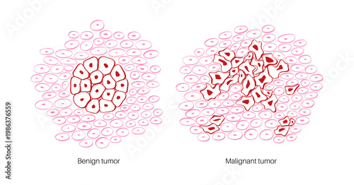 Cells structure sketch
