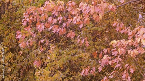 magical autumn landscape unfolds with yellow and orange leaves of swamp oak swaying in wind, detaching from branches and gracefully descending, seasonal transitions