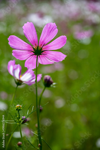Pink cosmos flower back view in green field