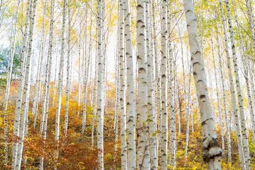 Birch forest with white trunks and autumn foliage