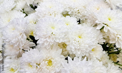Full frame background of white chrysanthemum flowers with soft petals and yellow centers, close-up floral texture, natural pattern