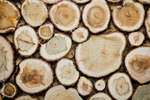 Natural wooden background made of round juniper cuts