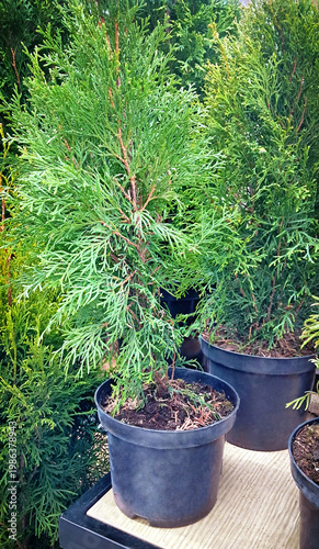 Potted evergreen thuja plants arranged in a retail garden store, natural greenery background, gardening and landscaping concept