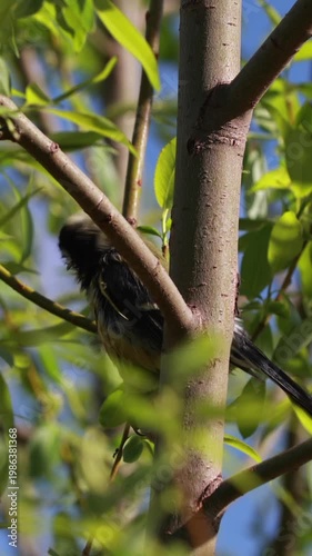 Great tit with wet feathers on branch shaking body. Vertical