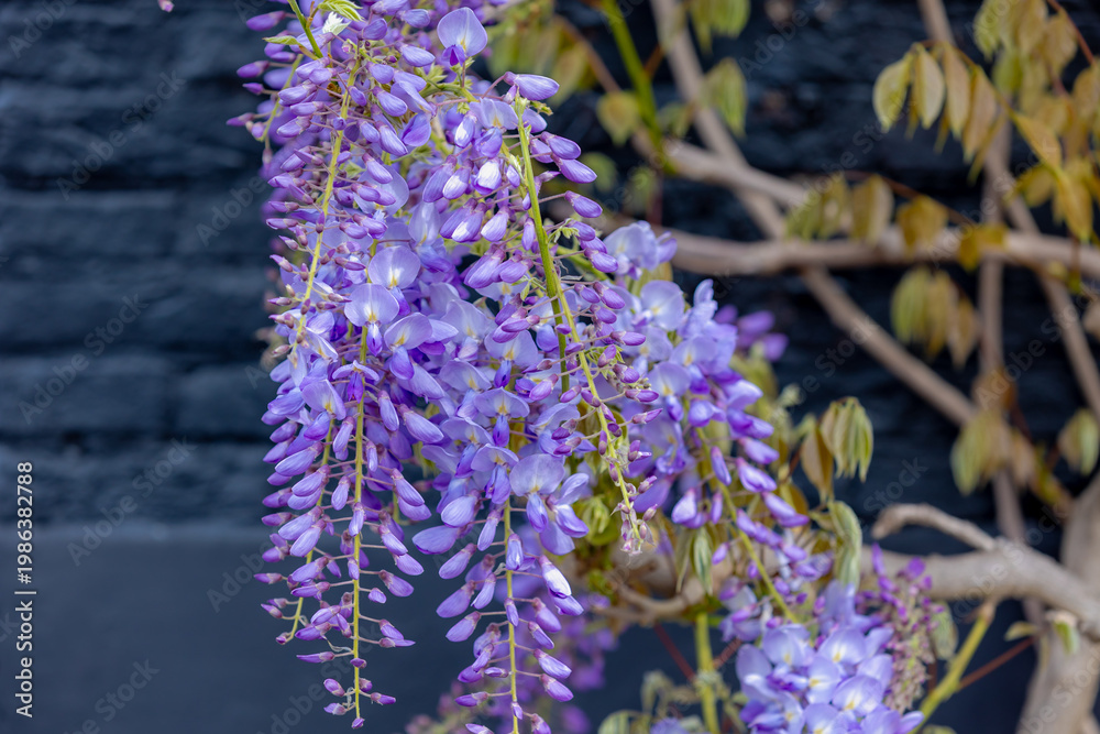 Naklejka premium Selective focus of purple flowers Wisteria sinensis or Blue rain, Chinese wisteria is species of flowering plant in the pea family, Its twisting stems and masses of scented flowers in hanging racemes.