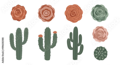 Collection of various cactus and succulent plant vector illustrations isolated on white background