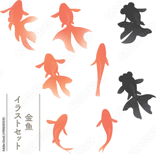 Top View Goldfish Set Vector Illustration Transparent Background | 金魚 セット 俯瞰 和風 観賞魚 ベクター素材