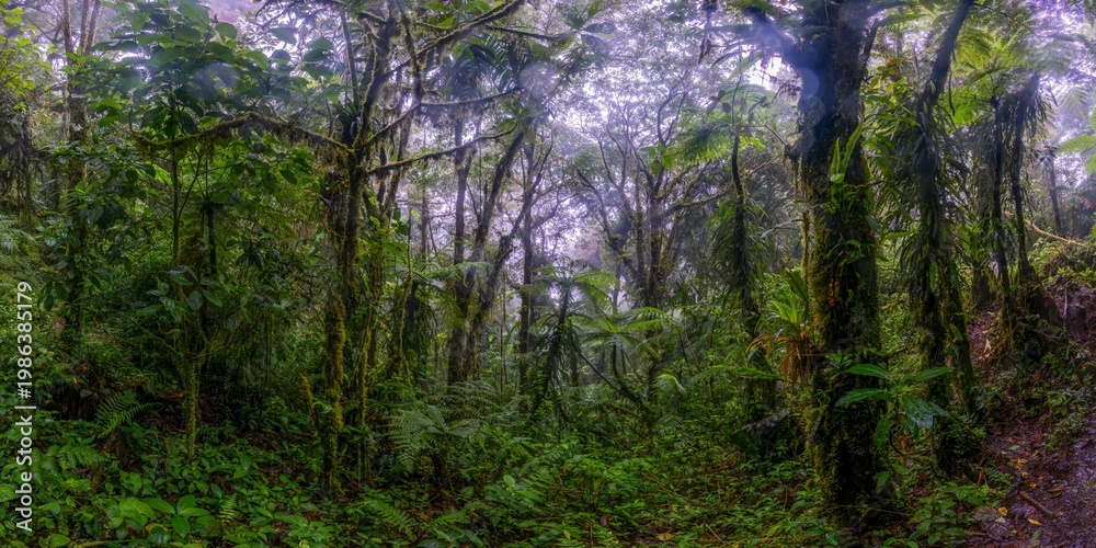 Obraz premium Misty tropical rainforest panorama with dense jungle vegetation Panama