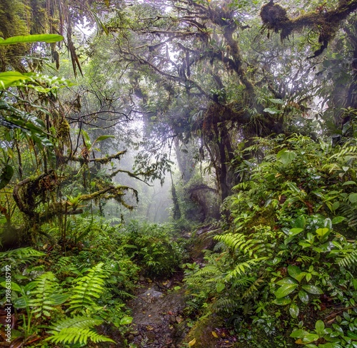 Фотография Wide panorama of lush rainforest Pianista trail Panama