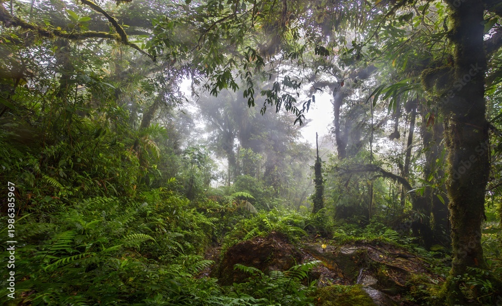 Fototapeta premium Tropical rainforest clearing with rocks Panama