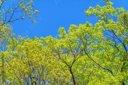晴天の青空を背景に見る鮮やかな新緑の木々