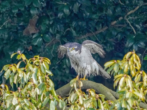 オオタカ成鳥のエンゼルポーズ