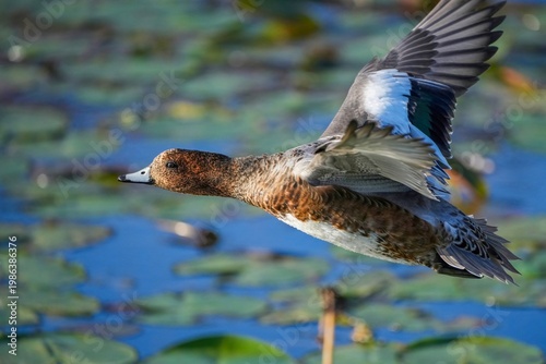 ヒドリガモ メスの飛翔シーン