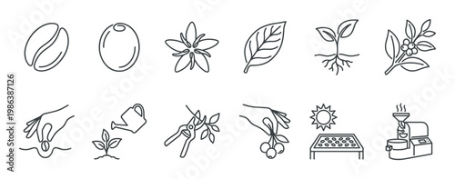 Detailed line art coffee production process icons illustrating cultivation, harvesting, and roasting stages with a minimalist aesthetic