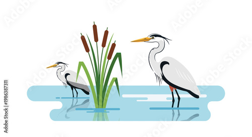 Two Herons Standing in Water with Cattails, Wildlife Illustration