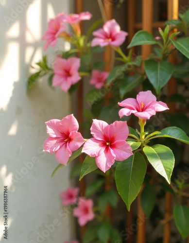 Pink Mandevilla flowers bloom on a vine with green leaves. Sunlight filters through a wooden structure creating shadows on a white wall. Fresh garden plant nature.