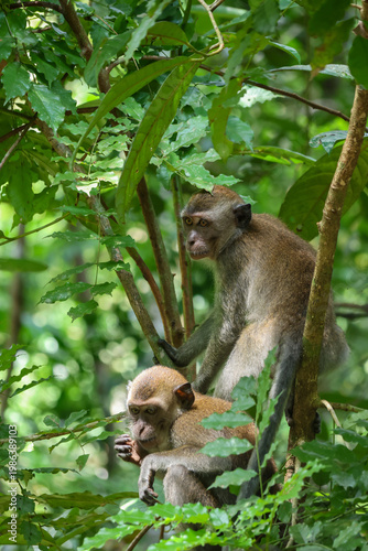 Long-tailed Macaque at Thomson Nature Park in Singapore.