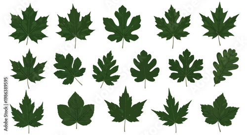 Set of green maple and forest leaves isolated on white background