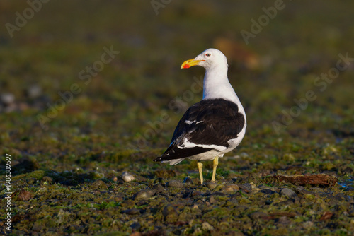 Kelp Gull, Puerto Deseado Nature Reserve, Santa Cruz, Patagonia, Argentina.
