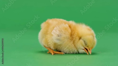 Chick faints dramatically on green screen in funny soap opera style