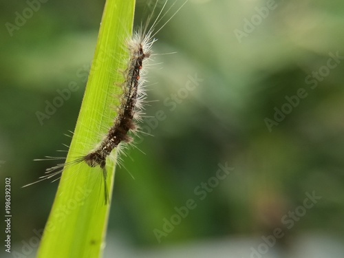 Tussock Moth caterpillars on a bush with a green, blue background and negative space, pests, dangerous caterpillars that cause itching and skin irritation