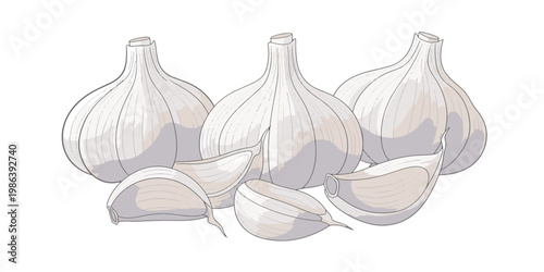 Garlic Bulbs and Cloves Closeup.