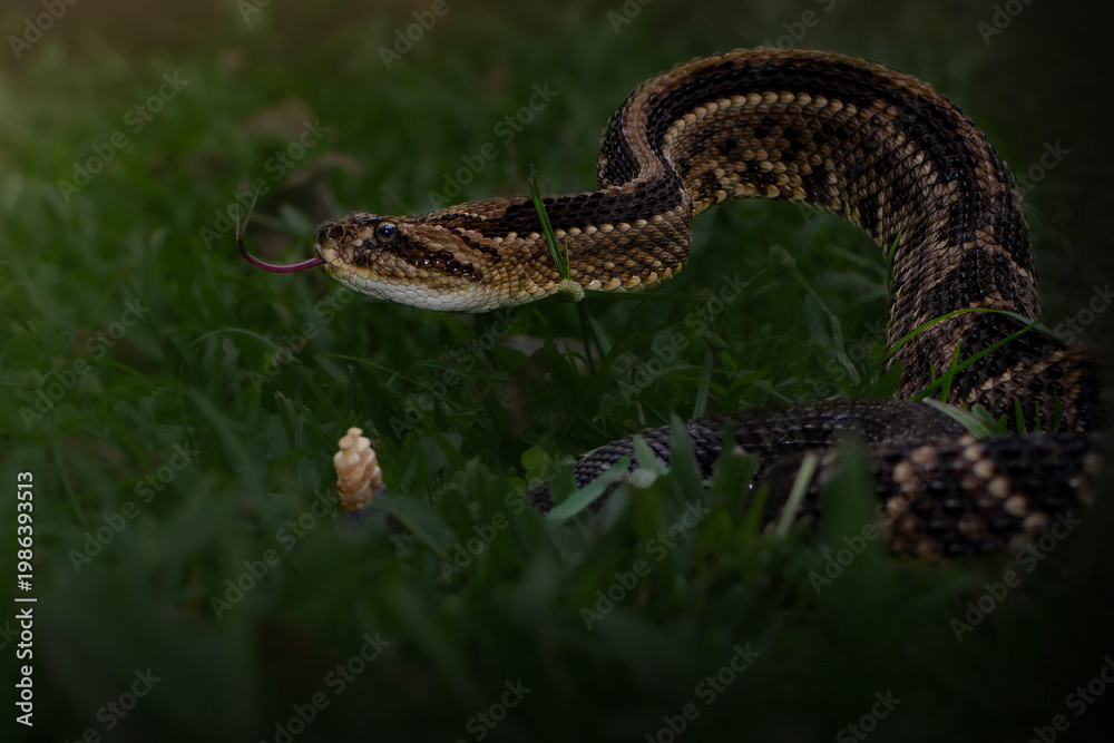 Obraz premium Neotropical rattlesnake coiled in grass with tongue out close up