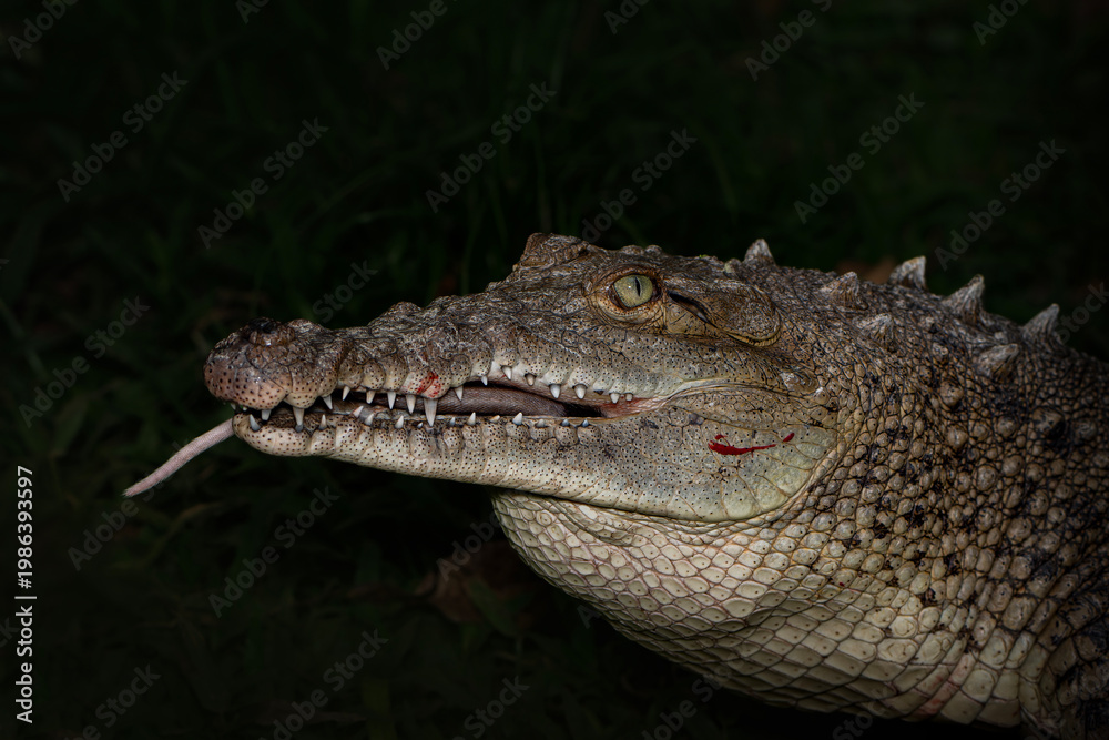 Fototapeta premium Crocodile eating prey with open jaws close up wildlife