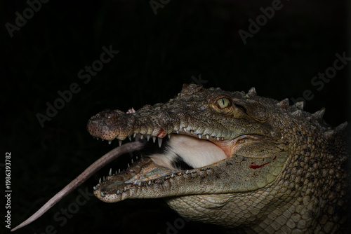 Crocodile eating prey with open jaws close up wildlife
