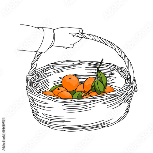 Drawing a hand holding a rustic basket full of oranges fruit and leaf. naturally grown oranges plantation