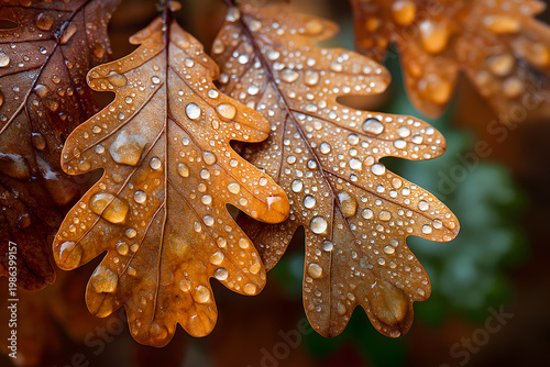 autumn leaves watered by the rain.