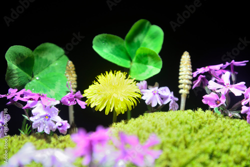 春イメージ　タンポポ　つくし　芝桜　クローバー　苔