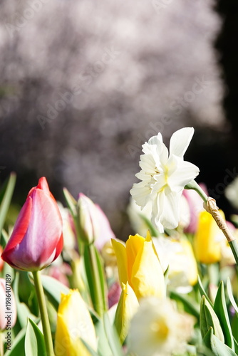 Delicate cherry blossom branches in full bloom, featuring soft pink and white flowers against a dreamy bokeh background, capturing the fleeting beauty of spring.  stunning close-up full bloom