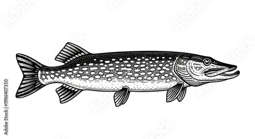 Pike Fish Illustration - Vintage Style Black and White Sketch