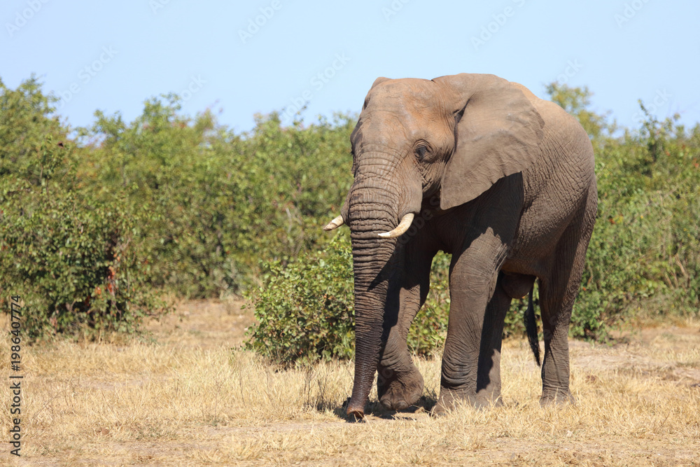 Fototapeta premium Afrikanischer Elefant / African elephant / Loxodonta africana