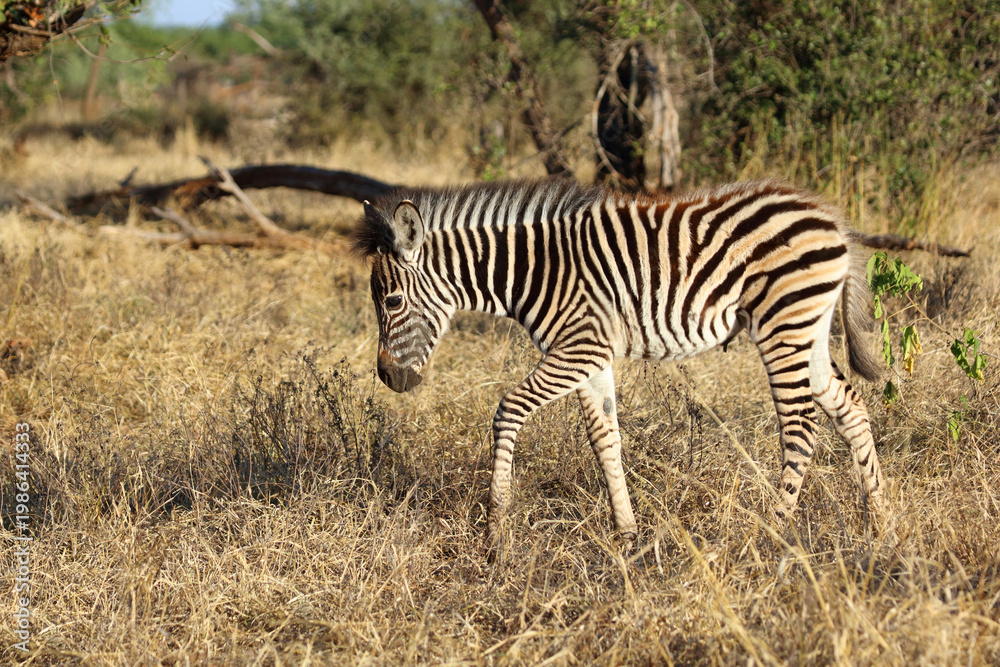 Obraz premium Steppenzebra / Burchell's zebra / Equus quagga burchellii