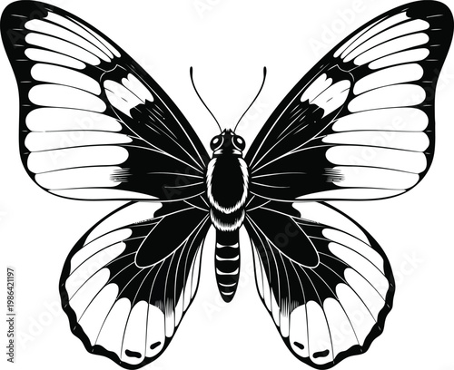 Black and white hand drawn butterfly illustration.